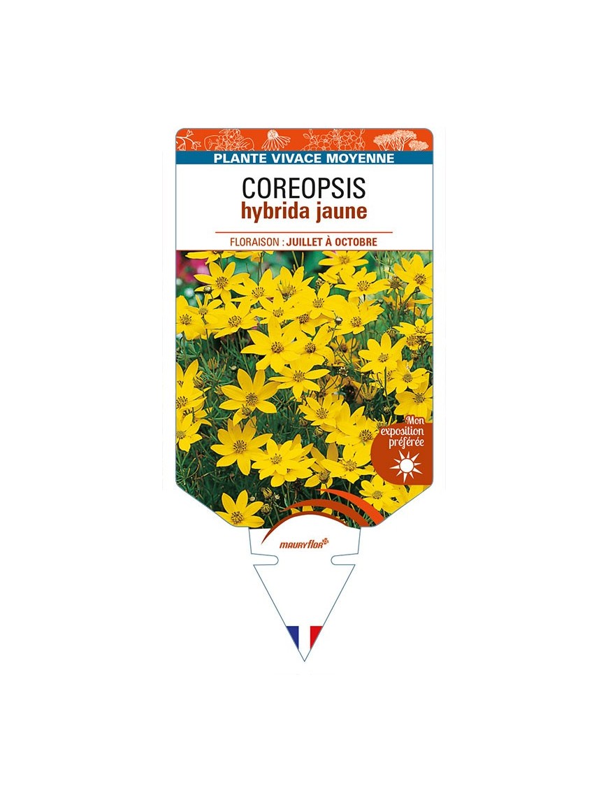 COREOPSIS hybrida jaune