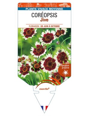 COREOPSIS Jive