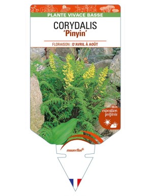 CORYDALIS 'Pinyin'