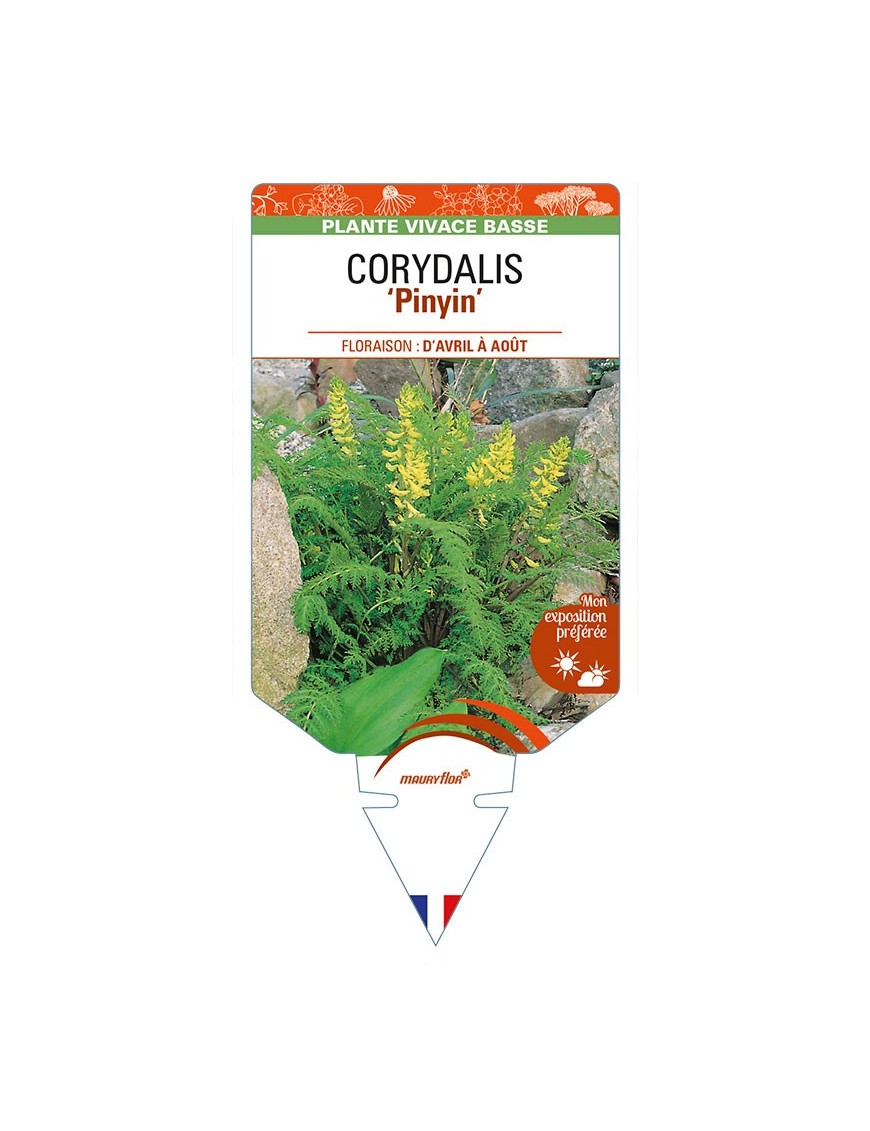 CORYDALIS 'Pinyin'