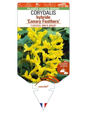 CORYDALIS hybride 'Canary Feathers’