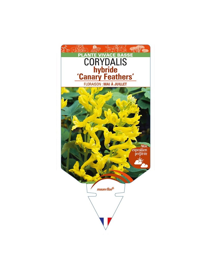 CORYDALIS hybride 'Canary Feathers’