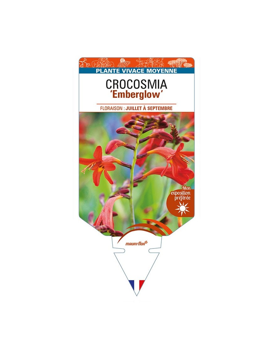 CROCOSMIA (crocosmiiflora) 'Emberglow'