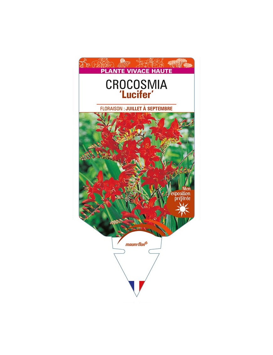 CROCOSMIA (crocosmiiflora) 'Lucifer'