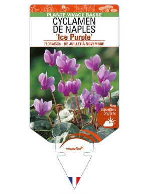 CYCLAMEN DE NAPLES 'Ice Purple'