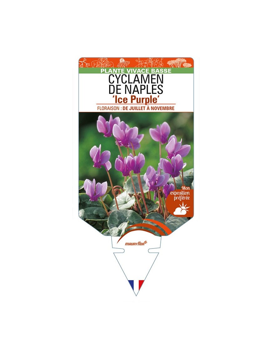 CYCLAMEN DE NAPLES 'Ice Purple'