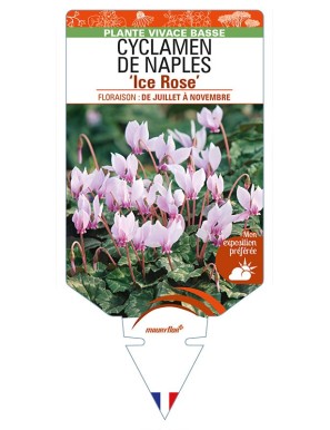 CYCLAMEN DE NAPLES 'Ice Rose'