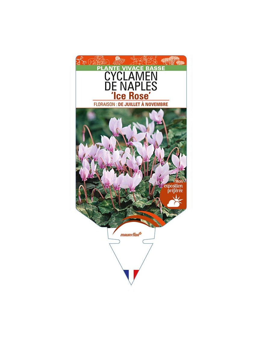 CYCLAMEN DE NAPLES 'Ice Rose'