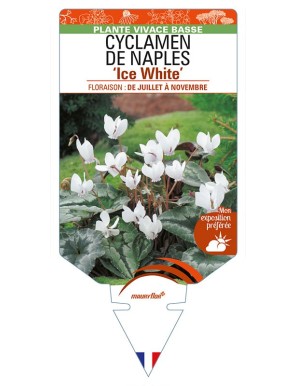 CYCLAMEN DE NAPLES 'Ice White'