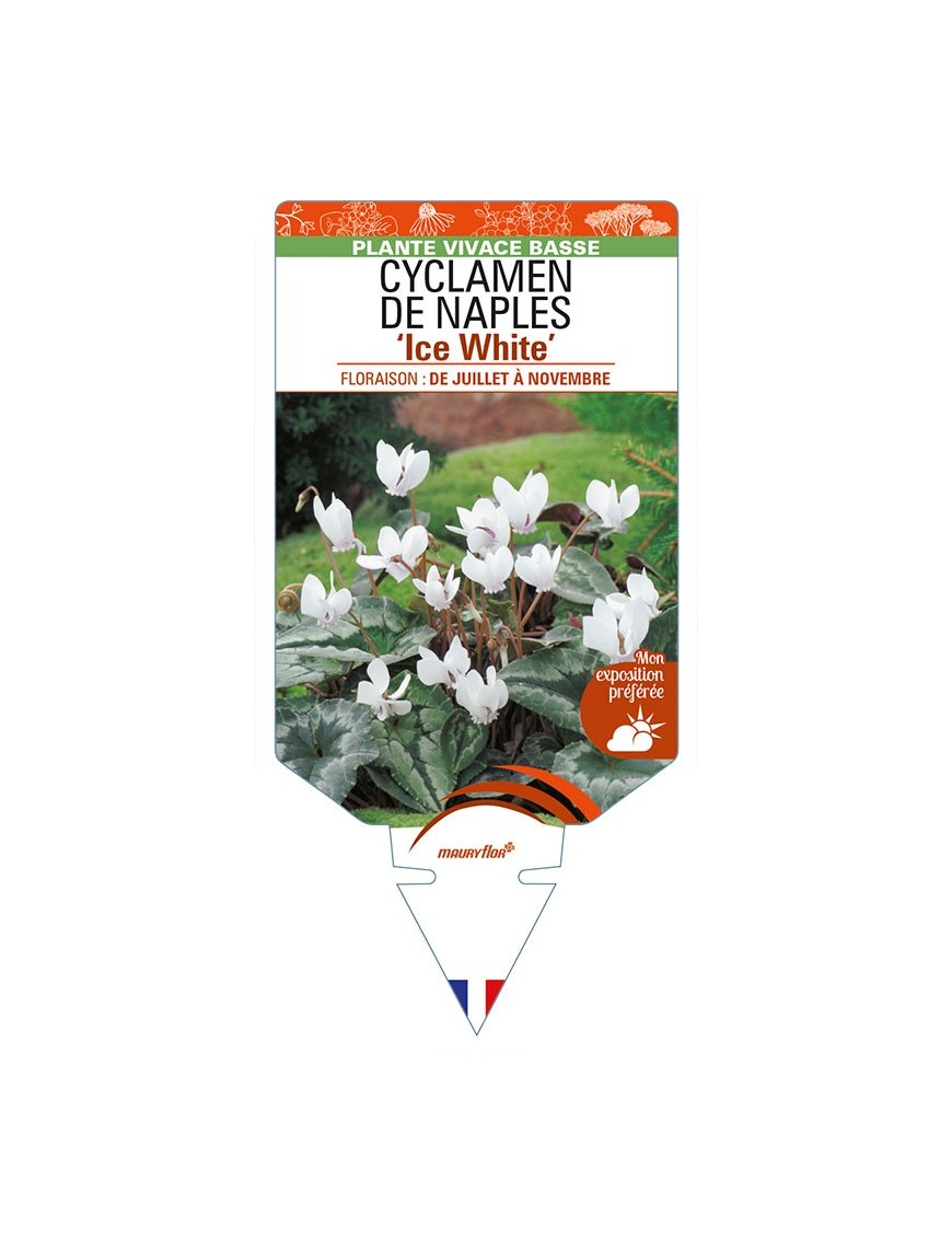CYCLAMEN DE NAPLES 'Ice White'