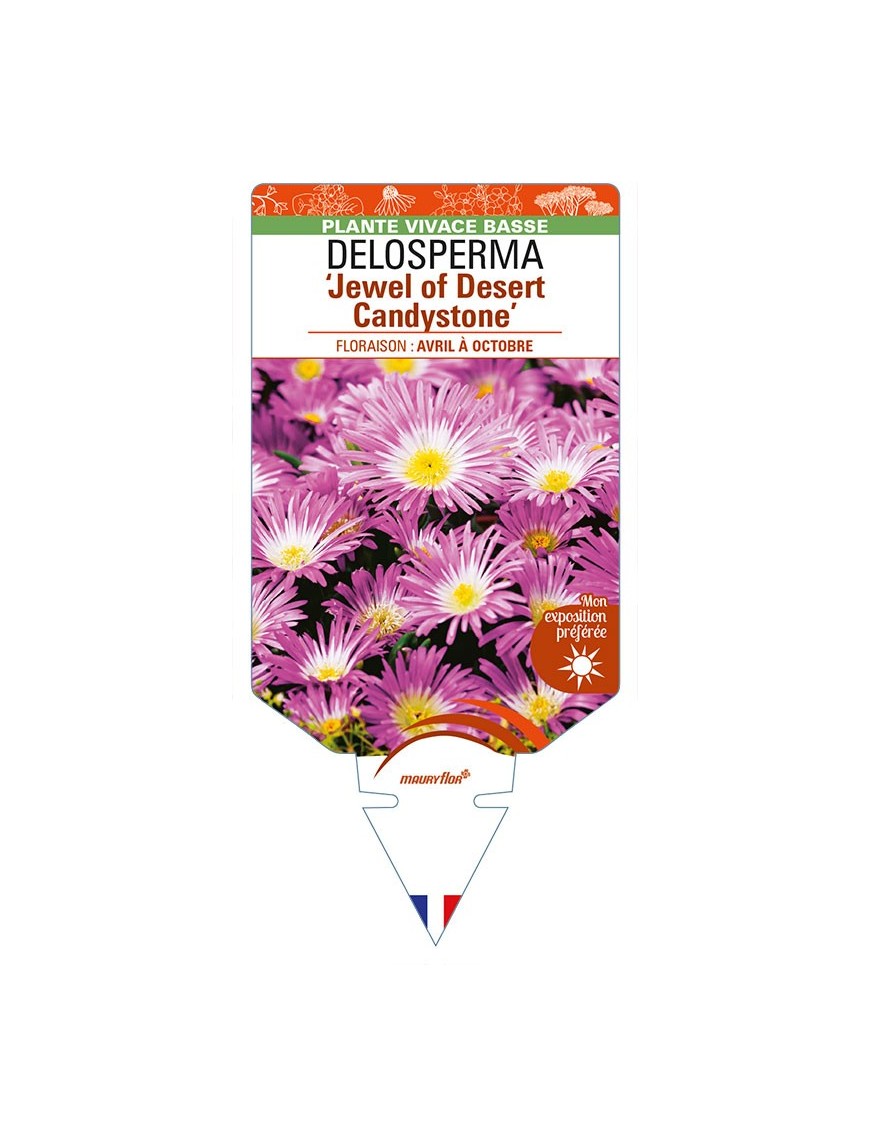 DELOSPERMA 'Jewel of Desert Candystone'