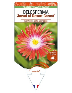 DELOSPERMA 'Jewel of Desert Garnet'