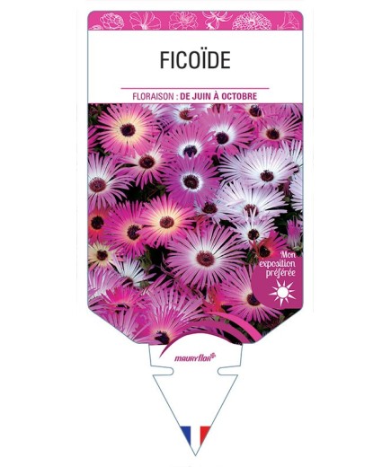 FICOÏDE