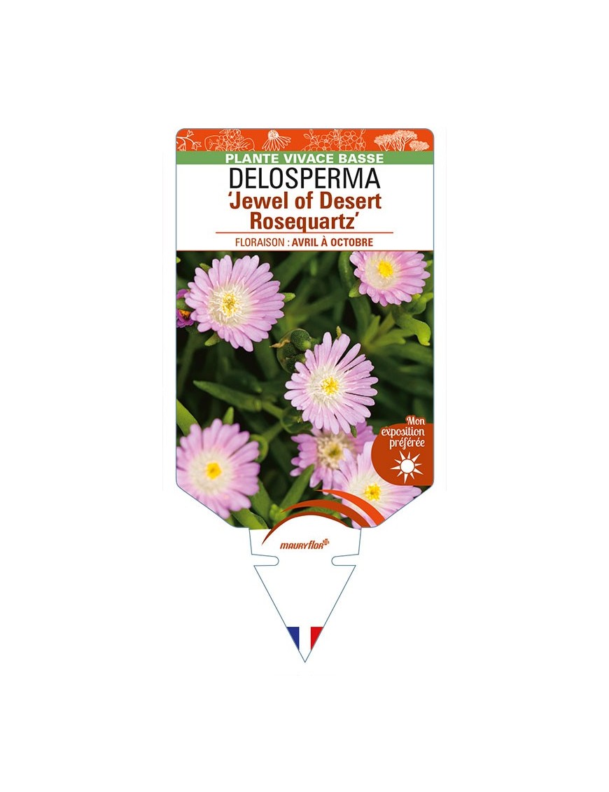 DELOSPERMA 'Jewel of Desert Rosequartz'
