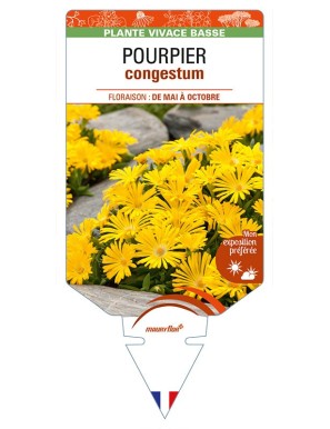 DELOSPERMA congestum voir POURPIER