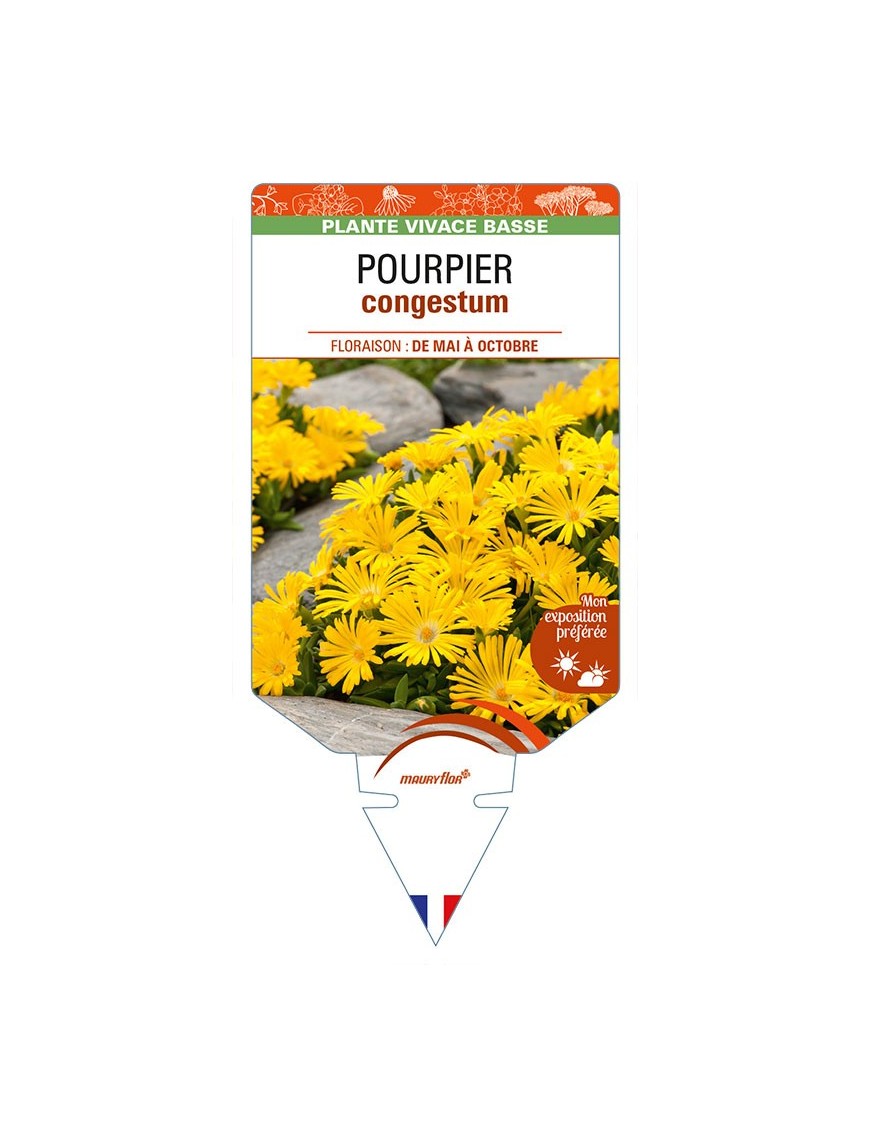 DELOSPERMA congestum voir POURPIER