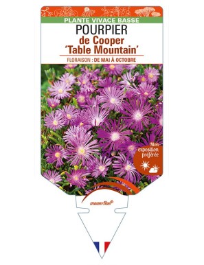 DELOSPERMA cooperi 'Table Mountain' voir POURPIER de Cooper