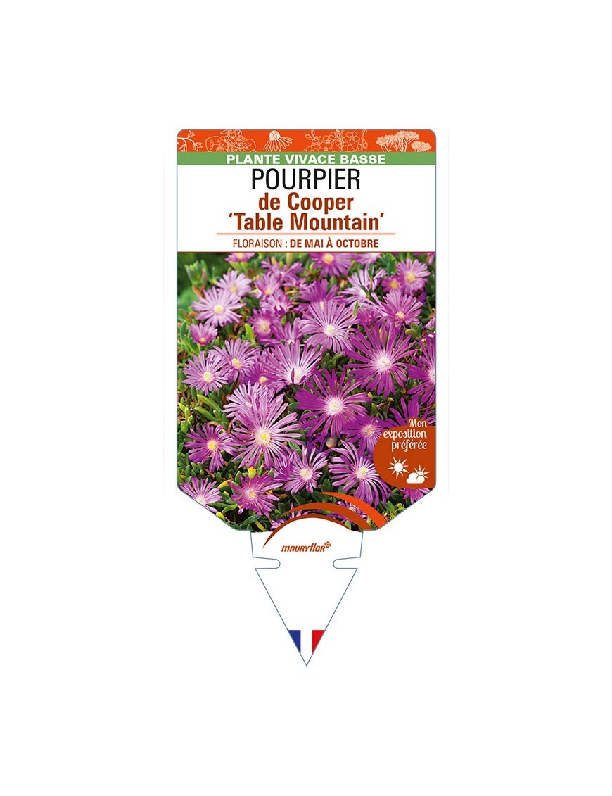DELOSPERMA cooperi 'Table Mountain' voir POURPIER de Cooper
