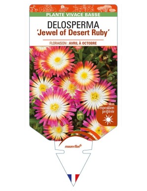 DELOSPERMA Jewel of Desert Ruby