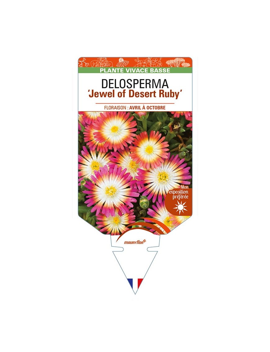 DELOSPERMA Jewel of Desert Ruby