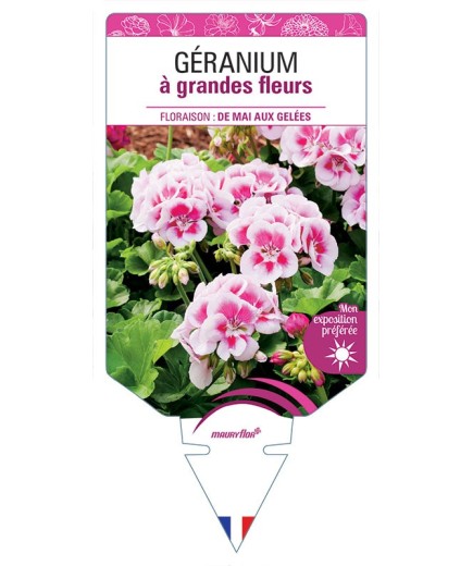 GÉRANIUM À GRANDES FLEURS