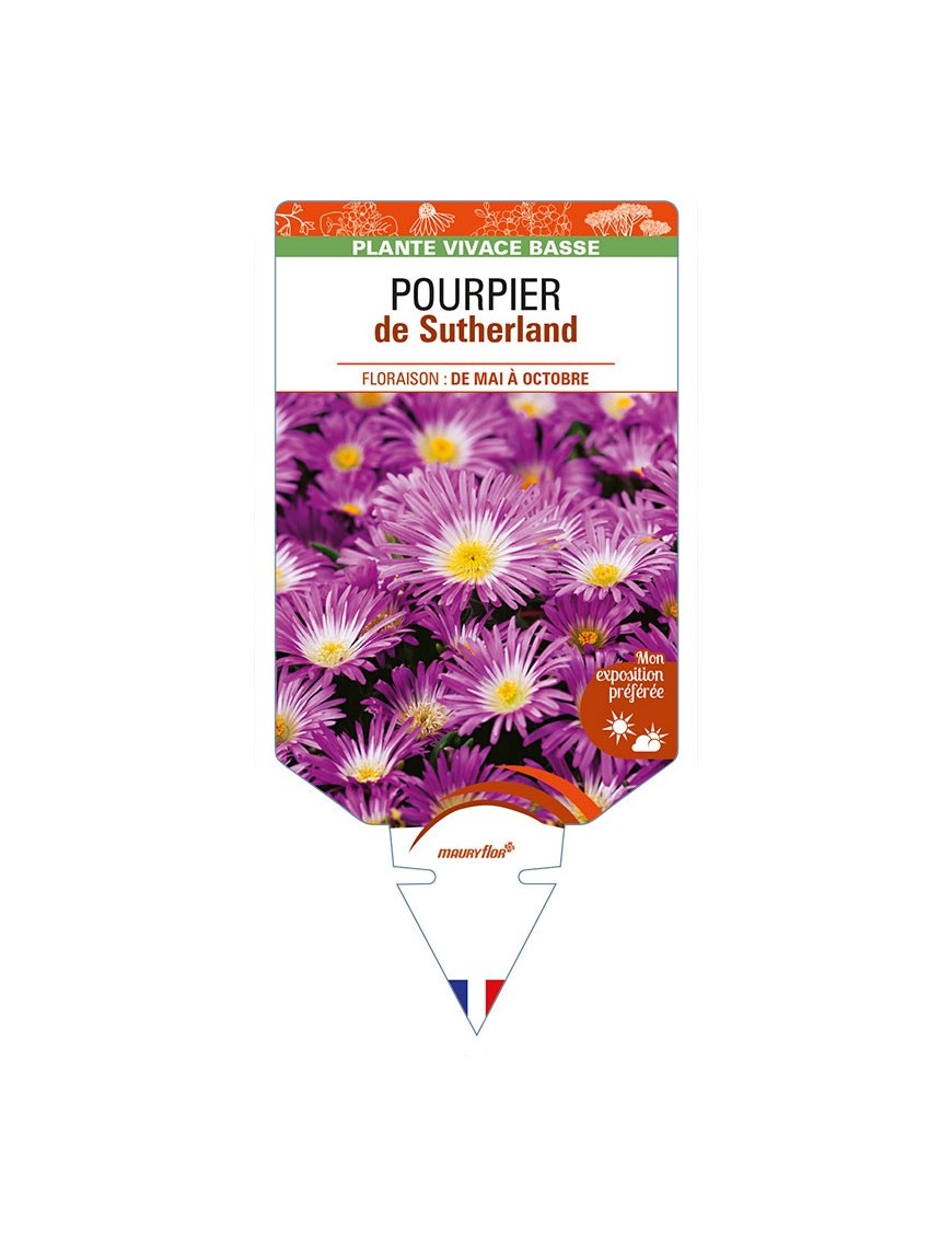 DELOSPERMA sutherlandii voir POURPIER de Sutherland