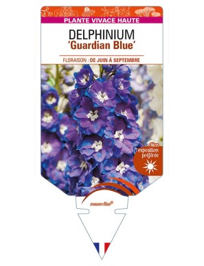 DELPHINIUM 'Guardian Blue'
