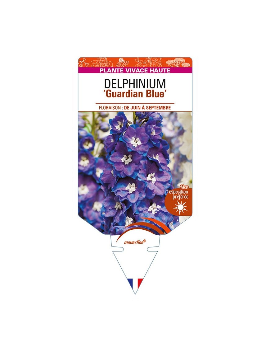 DELPHINIUM 'Guardian Blue'