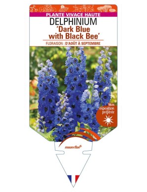 DELPHINIUM (elatum) 'Dark Blue with Black Bee'