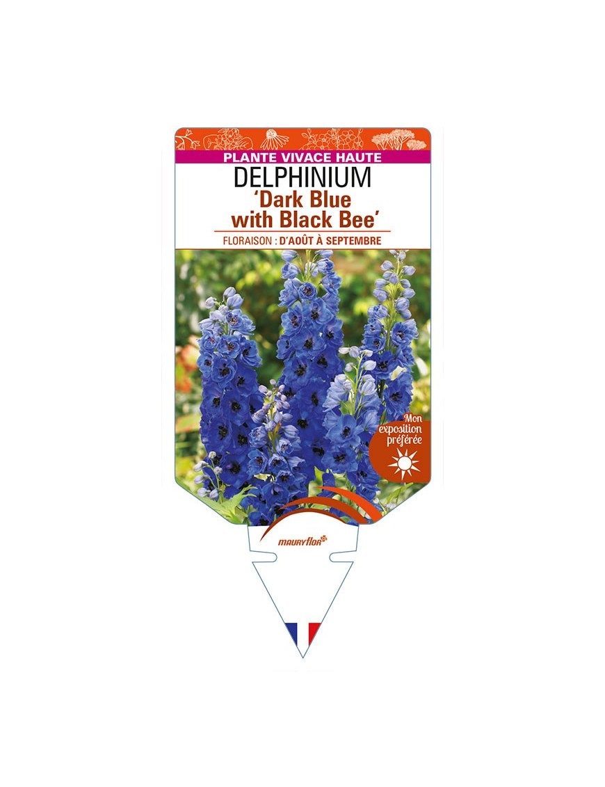 DELPHINIUM (elatum) 'Dark Blue with Black Bee'