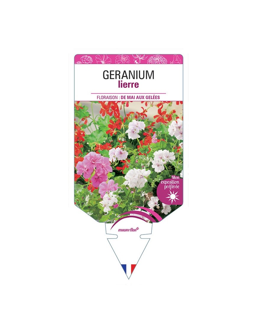 GERANIUM LIERRE (VARIÉ)