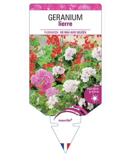 GERANIUM LIERRE (VARIÉ)