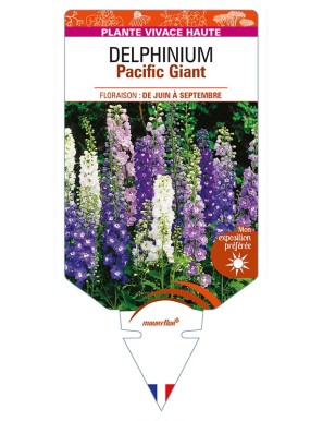 DELPHINIUM Pacific Giant