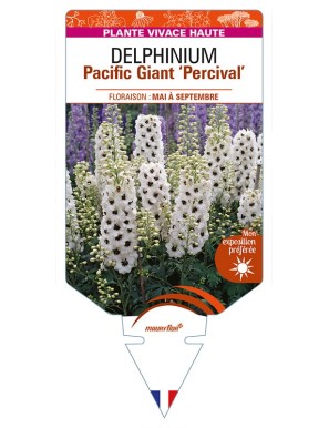 DELPHINIUM Pacific Giant 'Percival'