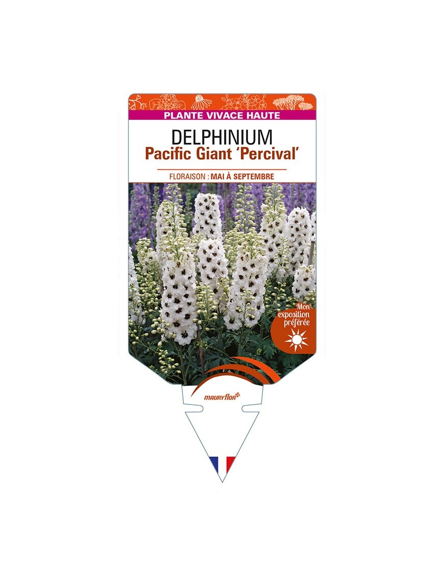 DELPHINIUM Pacific Giant 'Percival'
