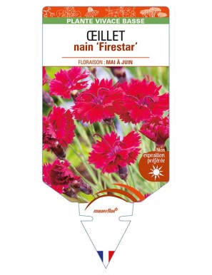 DIANTHUS  alpinus 'Firestar' voir ŒILLET nain