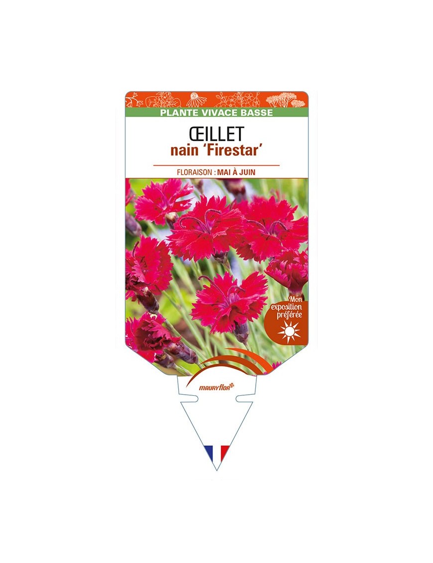 DIANTHUS  alpinus 'Firestar' voir ŒILLET nain