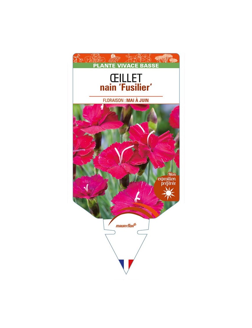 DIANTHUS alpinus 'Fusilier' voir ŒILLET nain