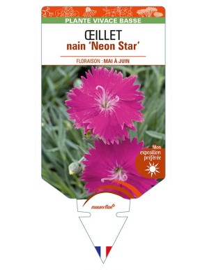 DIANTHUS alpinus 'Neon Star' voir ŒILLET nain