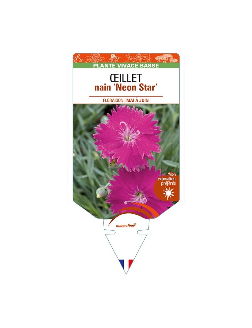 DIANTHUS alpinus 'Neon Star' voir ŒILLET nain