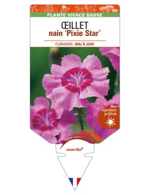 DIANTHUS alpinus 'Pixie Star' voir ŒILLET nain