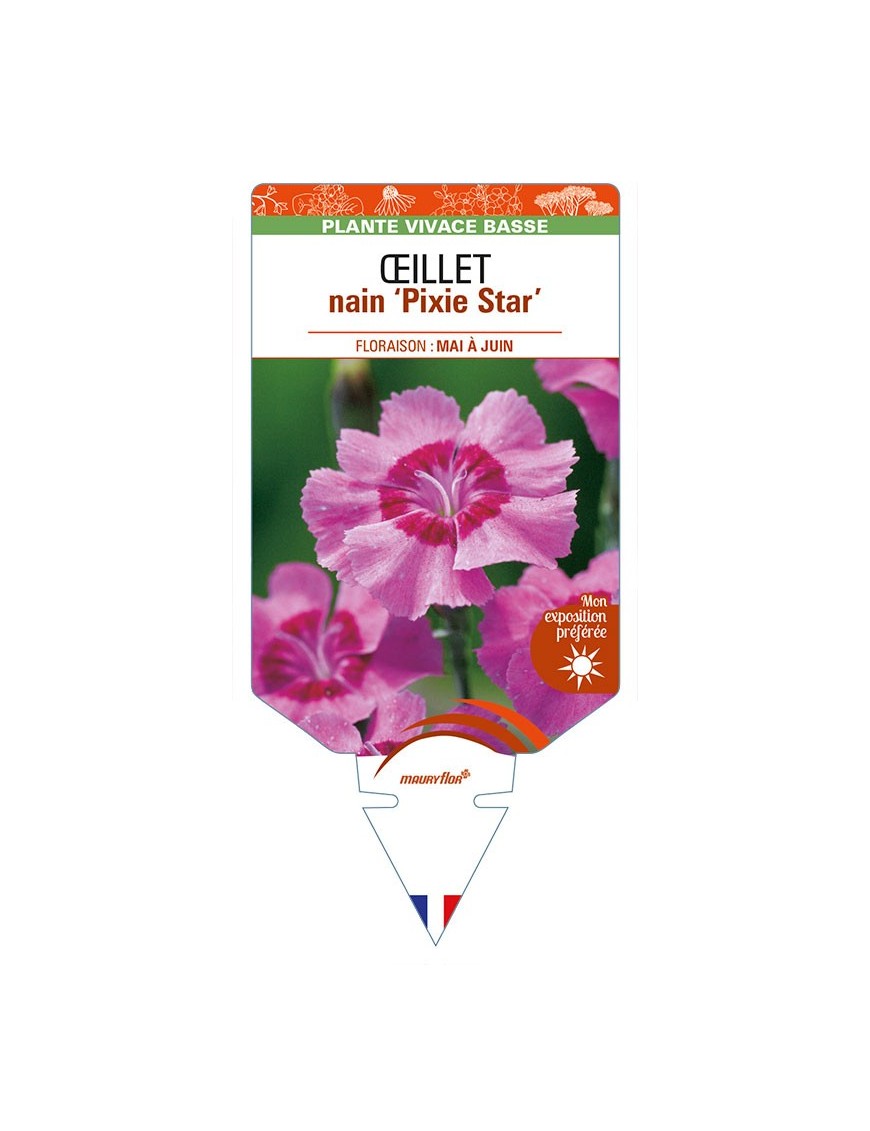 DIANTHUS alpinus 'Pixie Star' voir ŒILLET nain
