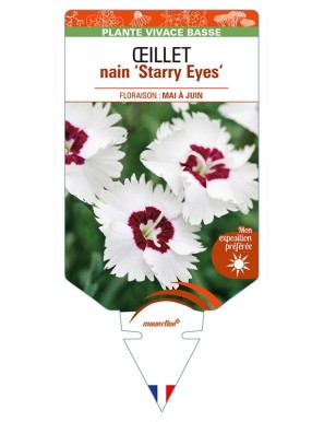DIANTHUS alpinus 'Starry Eyes' voir ŒILLET nain