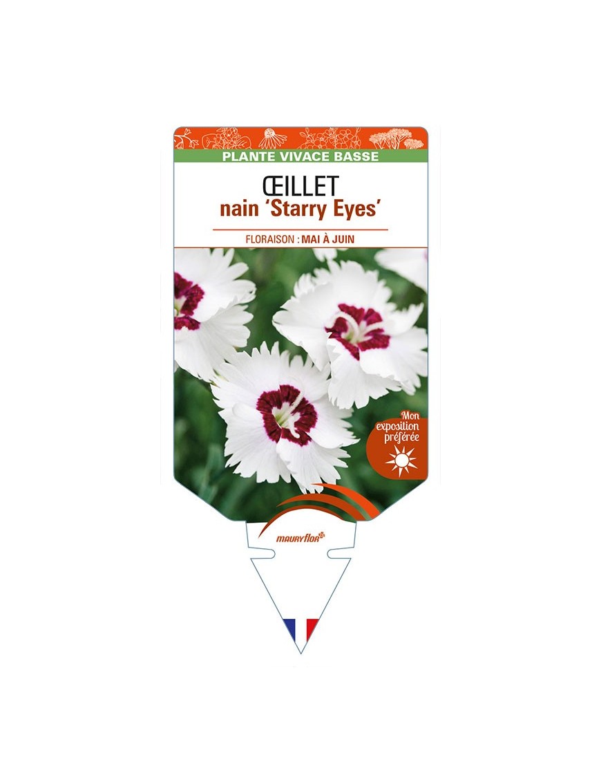 DIANTHUS alpinus 'Starry Eyes' voir ŒILLET nain