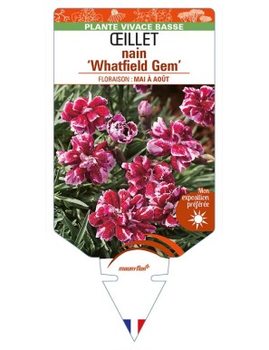 DIANTHUS alpinus 'Whatfield Gem' voir ŒILLET mignardise