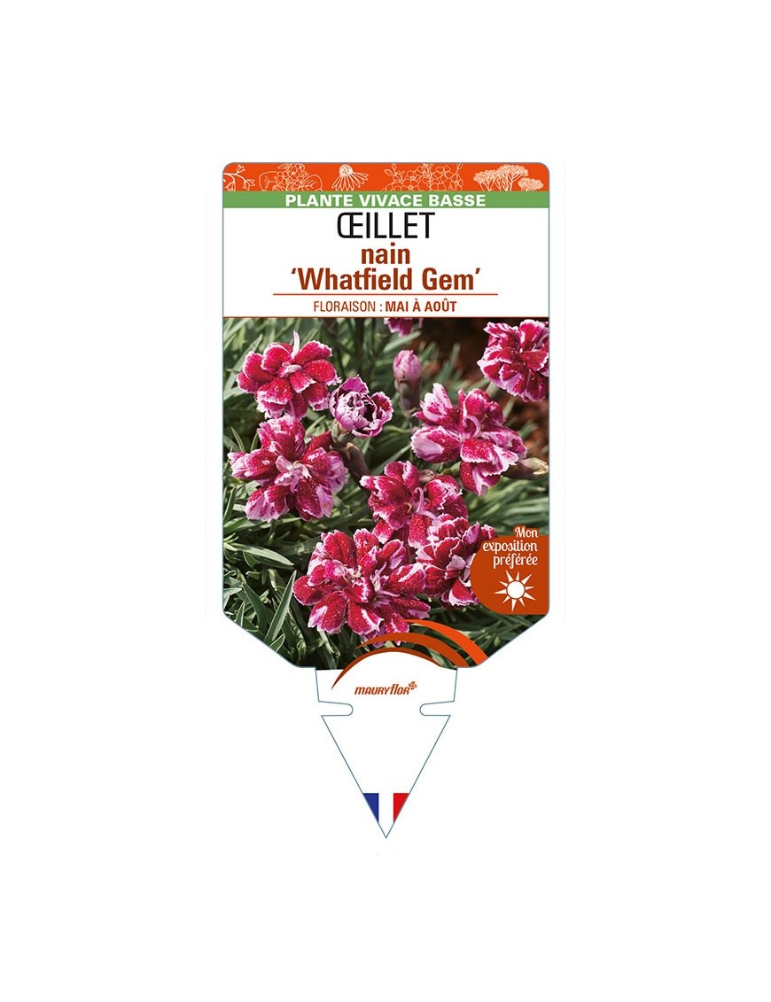 DIANTHUS alpinus 'Whatfield Gem' voir ŒILLET mignardise