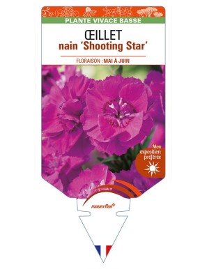DIANTHUS alpinus ‘Shooting Star’ voir ŒILLET nain