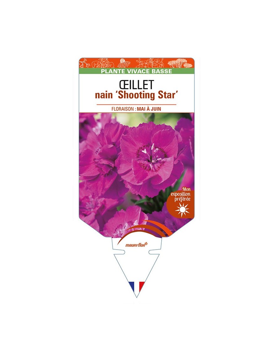 DIANTHUS alpinus ‘Shooting Star’ voir ŒILLET nain