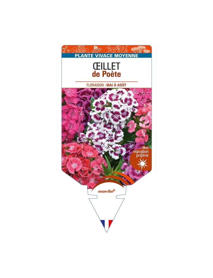 DIANTHUS barbatus Barbarini voir ŒILLET de Poète