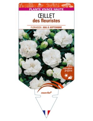 DIANTHUS caryophyllus (blanc) voir ŒILLET des fleuristes